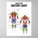Suche nach muskulatur poster Anatomie