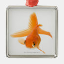 Suche nach goldfische ornamente Meereswelt