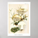 Recherche de champignon vintage art Imprimer