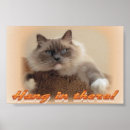 Suche nach ragdoll katze poster Natur