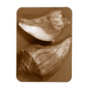 Suche nach muscheln magnete Seashell