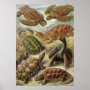 Suche nach chelonia poster Schildkröten