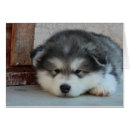 Recherche de malamute cartes postales Mignon