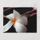 Suche nach mutter natur postkarten Blume