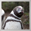Suche nach magellan Argentina