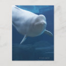 Recherche de beluga cartes postales Animaux