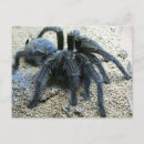 Recherche de tarantula posters Photographie