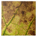 Recherche de imagé carreaux Feuille