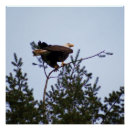 Recherche de d aigle posters Chauve