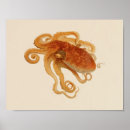 Recherche de céphalopode posters Océan