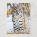 Suche nach felidae poster Fleischfresser