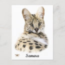 Recherche de serval cartes postales Faune
