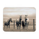 Recherche de cheval quart Ranch