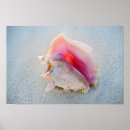 Suche nach meeresschnecke poster Strand