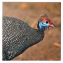 Suche nach bunte federn fliesen Vogelvogel