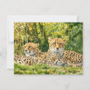 Recherche de guépards cartes postales Animaux de safari