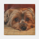 Suche nach yorkshire terrier magnete Niedlicher hund