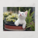 Recherche de chaton blanc posters Jour