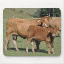 Recherche de veau vache tapis souris Animal