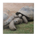 Suche nach niedliche schildkröte fliesen Schildkröten