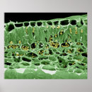 Suche nach chloroplast poster Farbeffekt