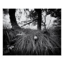Recherche de forêt posters Herbe