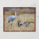 Recherche de oiseau migrateur cartes postales Grue