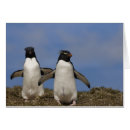 Suche nach eudyptes chrysocome Pebble island