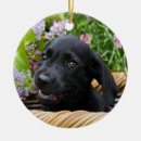 Suche nach labrador ornamente Lustig
