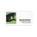 Recherche de animal photography Equine