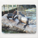 Recherche de phoque tapis souris Nature