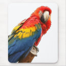 Suche nach grüner papagei mousepads Wild
