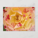 Recherche de percussions cartes postales De fleurs