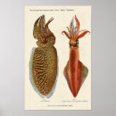 Recherche de octopus illustration posters Kraken