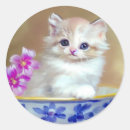 Recherche de yeux bleus autocollants Chaton blanc