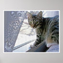 Recherche de chaton tigré posters Animaux familiers