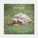 Recherche de tortues magnets Pour enfants