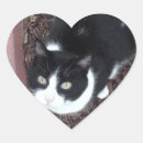 Recherche de yeux verts de chat autocollants Mignon