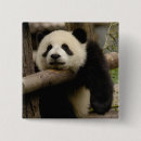 Suche nach shaanxi Tier