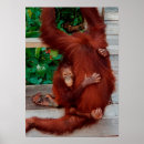 Suche nach orang utans poster Borneo