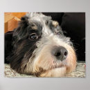 Recherche de noir blanc chien posters Adorable