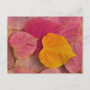 Suche nach cercis Darrell gulin