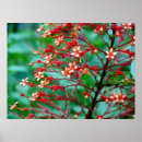 Recherche de buddleia posters Nature