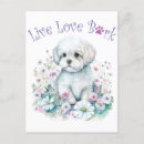 Recherche de maltais cartes postales Chiot