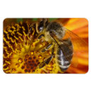 Recherche de ruche magnets Apiculteur