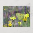 Suche nach gelber schmetterling postkarten Natur