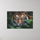 Suche nach bengalischer tiger poster Fleischfresser