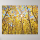 Suche nach heller wald poster Gelb