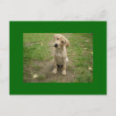 Suche nach labrador welpe postkarten Retriever