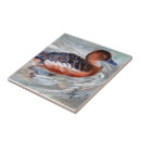 Recherche de canards carreaux Faune